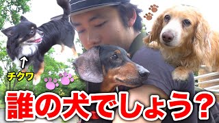 【大集合】フィッシャーズの犬たち3匹で散歩したけど、誰の犬かわかる？ [upl. by Ociral]