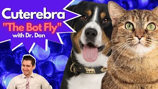 Does your cat or dog have a Cuterebra or Bot Fly Infection Dr Dan explains [upl. by Akeim]