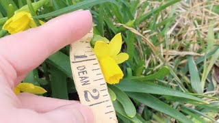 Narcissus Daffodils or Jonquils [upl. by Goodrow215]