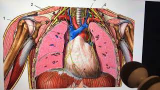 Pericardium and sinuses heart anatomy internal organ review [upl. by Yaj]