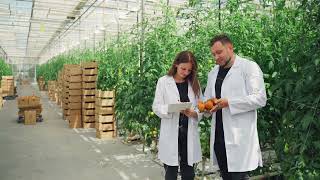 Two adult scientists or greenhouse workers growers man woman check quality of tomatoes grown in [upl. by Millhon]