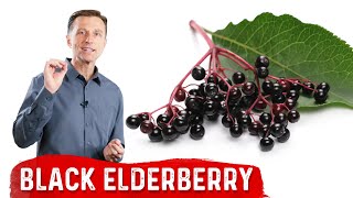 The Amazing Benefits of Black Elderberry [upl. by Eirual]