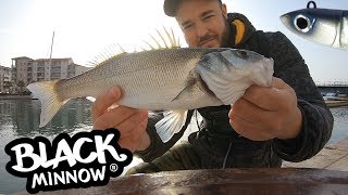 Technique de Pêche du Bar au Leurre Souple  Black Minnow Fiiish [upl. by Ahcas]