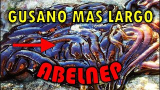 ¿Sabias que  Gusano más largo del planeta  Abelnep Oficial [upl. by Primo]