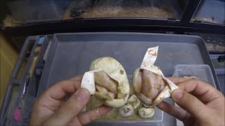 How to Pop Baby Ball Pythons [upl. by Illene]