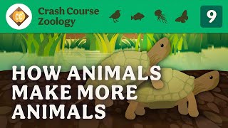 Reproduction Crash Course Zoology 9 [upl. by Grosvenor]