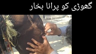 Surra l trypanosomiasis in horses Dr Shahzad Drishak [upl. by Antoine38]