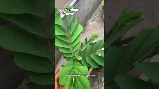 Cassia Alata plant benefits healthy shortsyoutube [upl. by Narrat122]