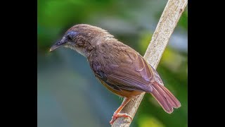 Call of Abbotts Babbler 阿氏雅鹛 [upl. by Wildermuth]