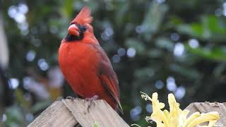 Northern Cardinal Cardinalis cardinalis Timucuan Ecological and Historical Preserve [upl. by Ecirtnuahs]