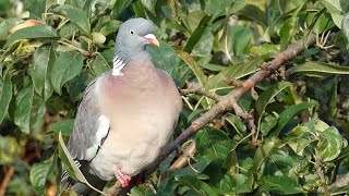 Wood Pigeon Call Columba palumbus [upl. by Martainn]