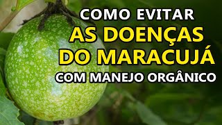 Como evitar as doenças do maracujá com manejo orgânico [upl. by Adnolor]