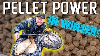 UNLEASH the POWER of pellets in WINTER  Pellet Fishing On The Pole [upl. by Reeher]