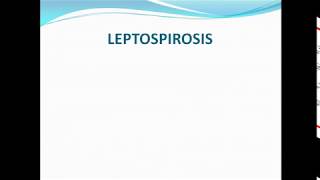 leptospirosis ppt [upl. by Lucina]