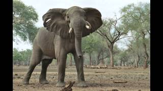 Olifanten olifant  Elephants elephant [upl. by Ike]