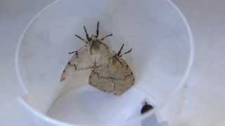 Timelapse of Gypsy Moth Emerging マイマイガ♀（蛾）の羽化と蛹便排泄【早回し映像】 [upl. by Ammej686]