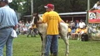 Chincoteague Pony Swim and Auction 2009 [upl. by Delinda]