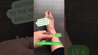 How to locate the 14 LIVER Acupuncture Points acupuncturepoints [upl. by Tab]