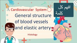 Structure Of Blood vessels Large and medium Size Histology [upl. by Olumor]