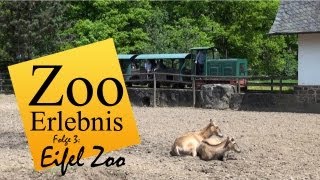 Eifel Zoo  Zoo Erlebnis 3 [upl. by Lundell]