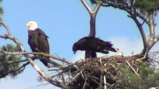 Young Eagle in nest ready to fly [upl. by Lletnuahs]