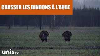 La chasse au dindon sauvage un gibier futé [upl. by Arymas]