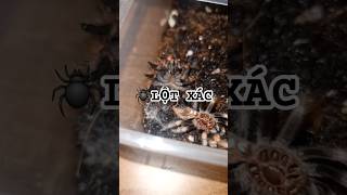 Nhện lột xác redknee Đỏ nhện [upl. by Mroz]