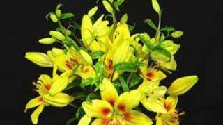 TimeLapse Blooming of Day Lilies [upl. by Annovy]