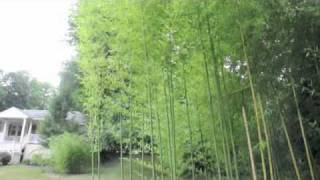 Watch bamboo grow [upl. by Christian906]