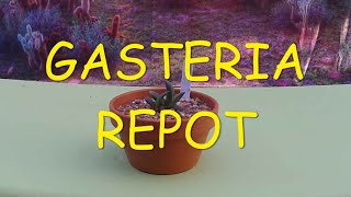 Gasteria Repot 🪴🪴🪴 [upl. by Aseretairam]