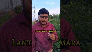 Lantana Camara l ল্যান্টানা কামারা l Hasan Life l [upl. by Ahab597]