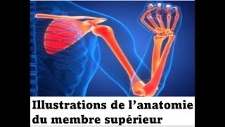 Illustrations de l’anatomie du membre supérieur [upl. by Adelaja427]