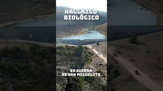 HALLAZGO BIOLÓGICO EN SIERRA DE SAN MIGUELITO 😮 [upl. by Ellevel]