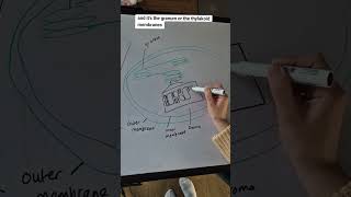 Photosynthesis Photolysis and Chemiosmosis for Alevel Biology alevelbiology photosynthesis [upl. by Bixby]