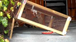 Box Trap Cat Rescue Christchurch Trapping stray cats x3 [upl. by Seavey363]