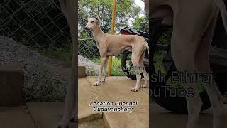 Mudhol hound puppies for SALE  Price 8k [upl. by Adnama]