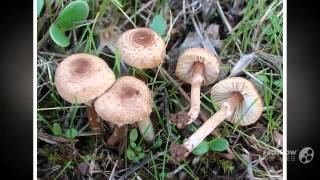 Lepiota helveola  fungi kingdom [upl. by Atteuqihc]