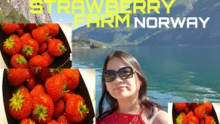 NORWAY VALLDAL STRAWBERRY FARM RUBY SPECIAL FOOD VENTURE [upl. by Lusa]