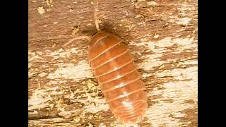 Armadillidium vulgare Orange Vigor Isopods [upl. by Ednutabab]