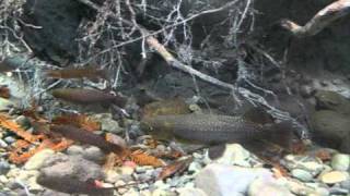 Tongariro National Trout Centre  Kokopu tank [upl. by Etnahsa]