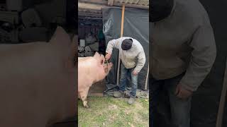 Булочка на релаксі від масажу villagelife pig diy farm animals farming village animal [upl. by Nimajnab]