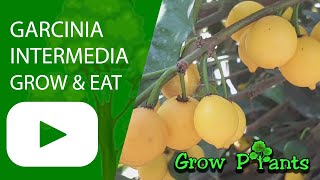 Garcinia intermedia  grow care amp eat Lemon drop mangosteen [upl. by Uriah]