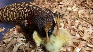 Female Beaded Lizard eating chick [upl. by Lehcar]