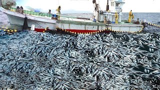 Unbelievable hundreds of tons of herring are caught by large nets  Ive Seen it Big Fishing Net 04 [upl. by Maurita297]