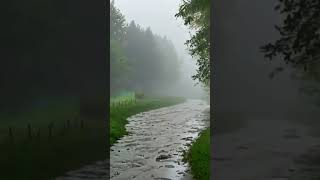 Cozy Rain Sounds amp Fall Ambience Thunderstorm for Deep Sleep  Gentle Rain amp Thunder Shorts [upl. by Edaw547]