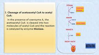 Ketolysis [upl. by Gerson981]