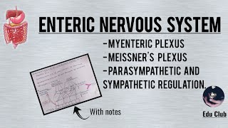 Enteric Nervous System  Myenteric plexus  Meissners plexus [upl. by Inamik200]