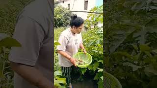 Summer Garden Harvestorganicgardeningyoutubeshorts [upl. by Naggem]