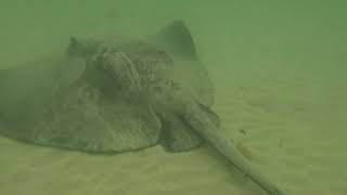 Bull Ray at Boat Harbour Beach Bendalong NSW  18 Oct 2024 [upl. by Lovash]