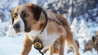 Best Action Movies 2021  Brave Dog  Best Hollywood Action Movie Of All Time 2021 [upl. by Dachi]